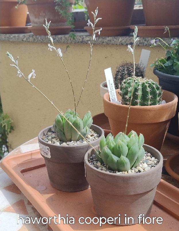 Haworthia coop. In fiore.jpg